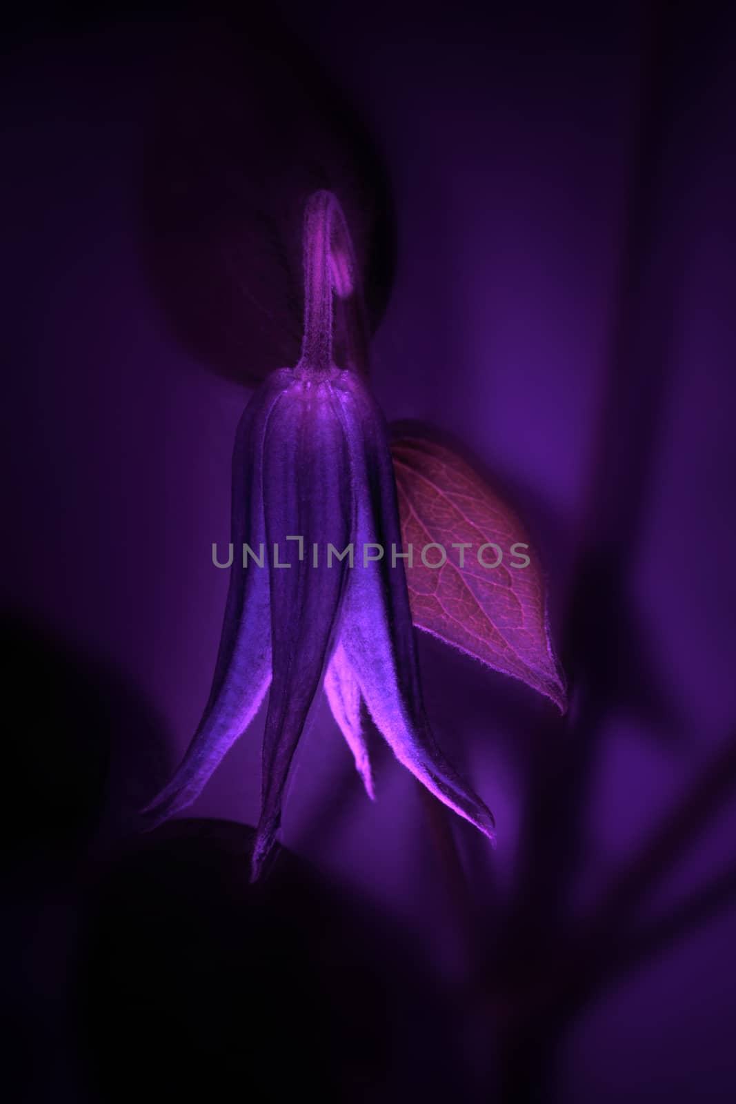 one purple flower close-up on a dark background