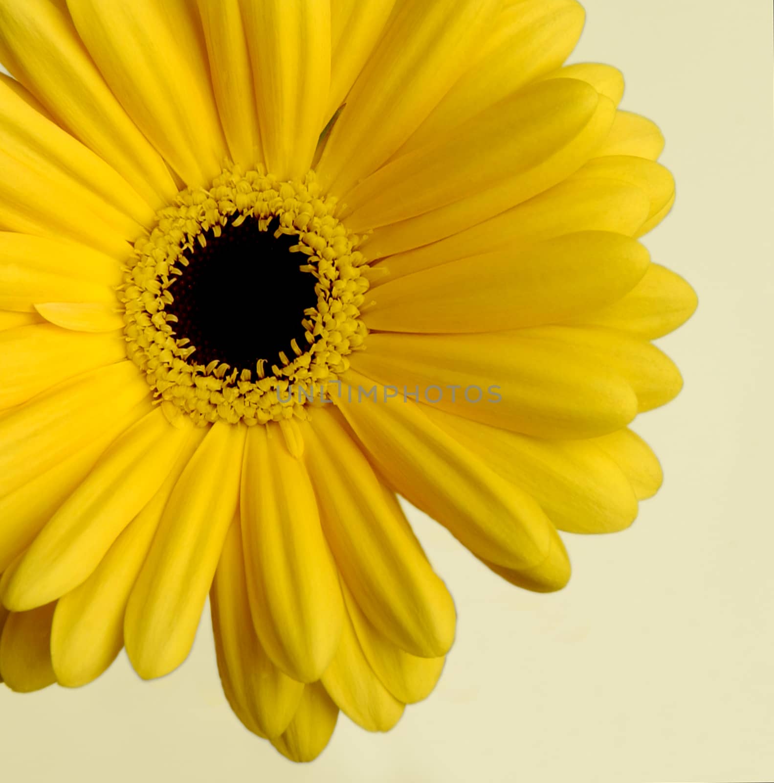 daisy flower close-up by A_Karim