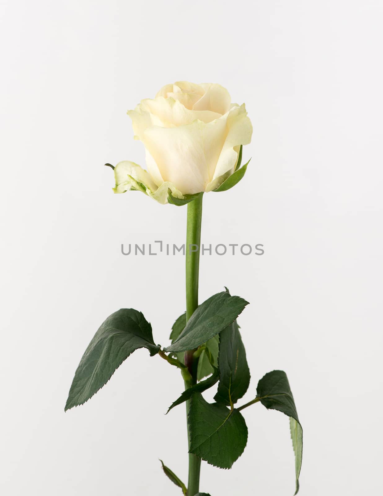 flowers on white background by A_Karim