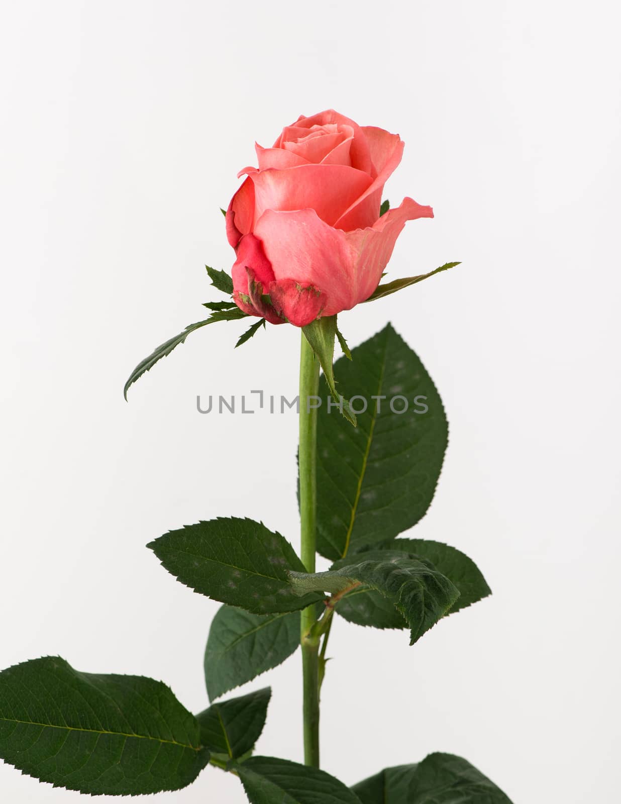 untreated and crude rose on white background