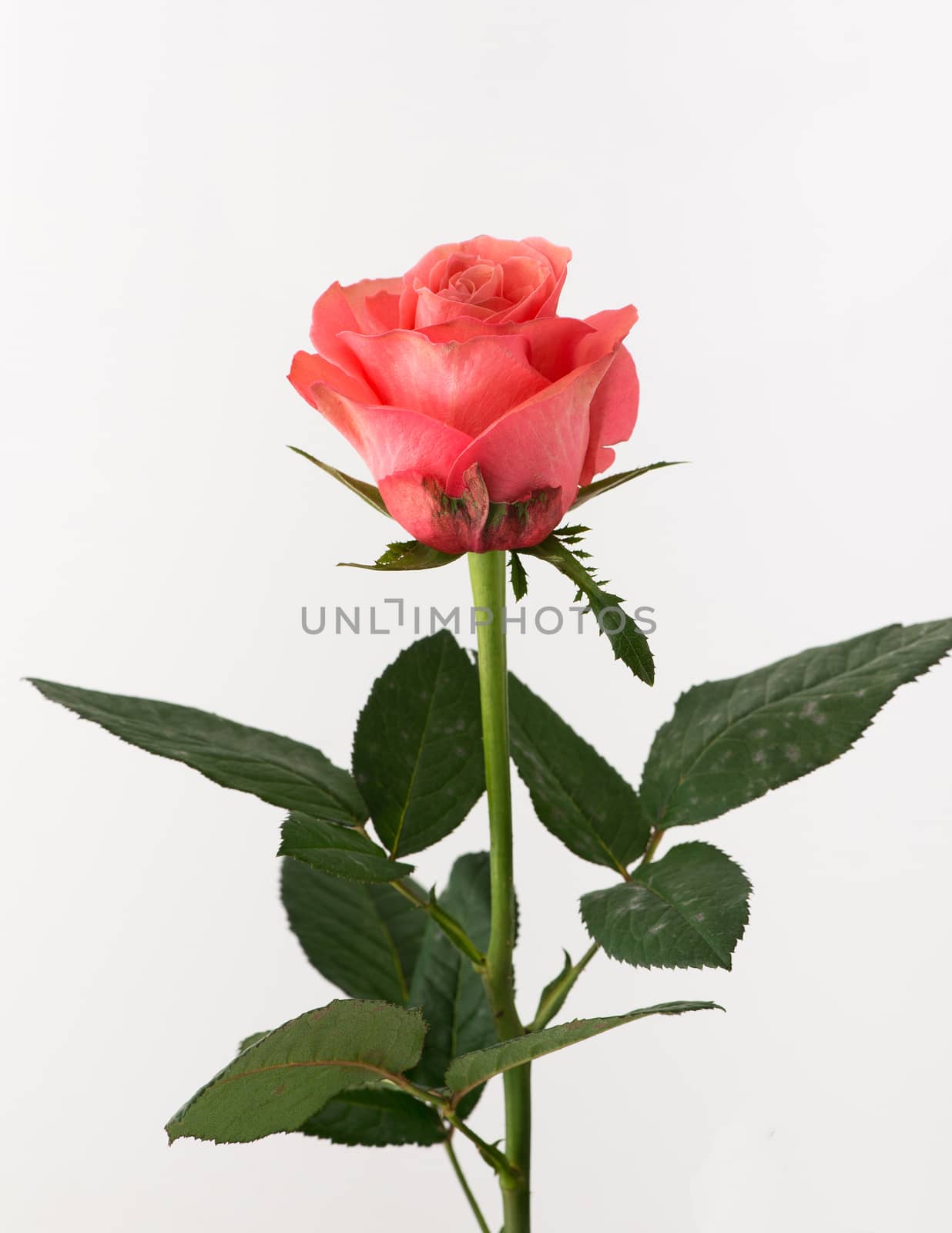 untreated and crude rose on white background