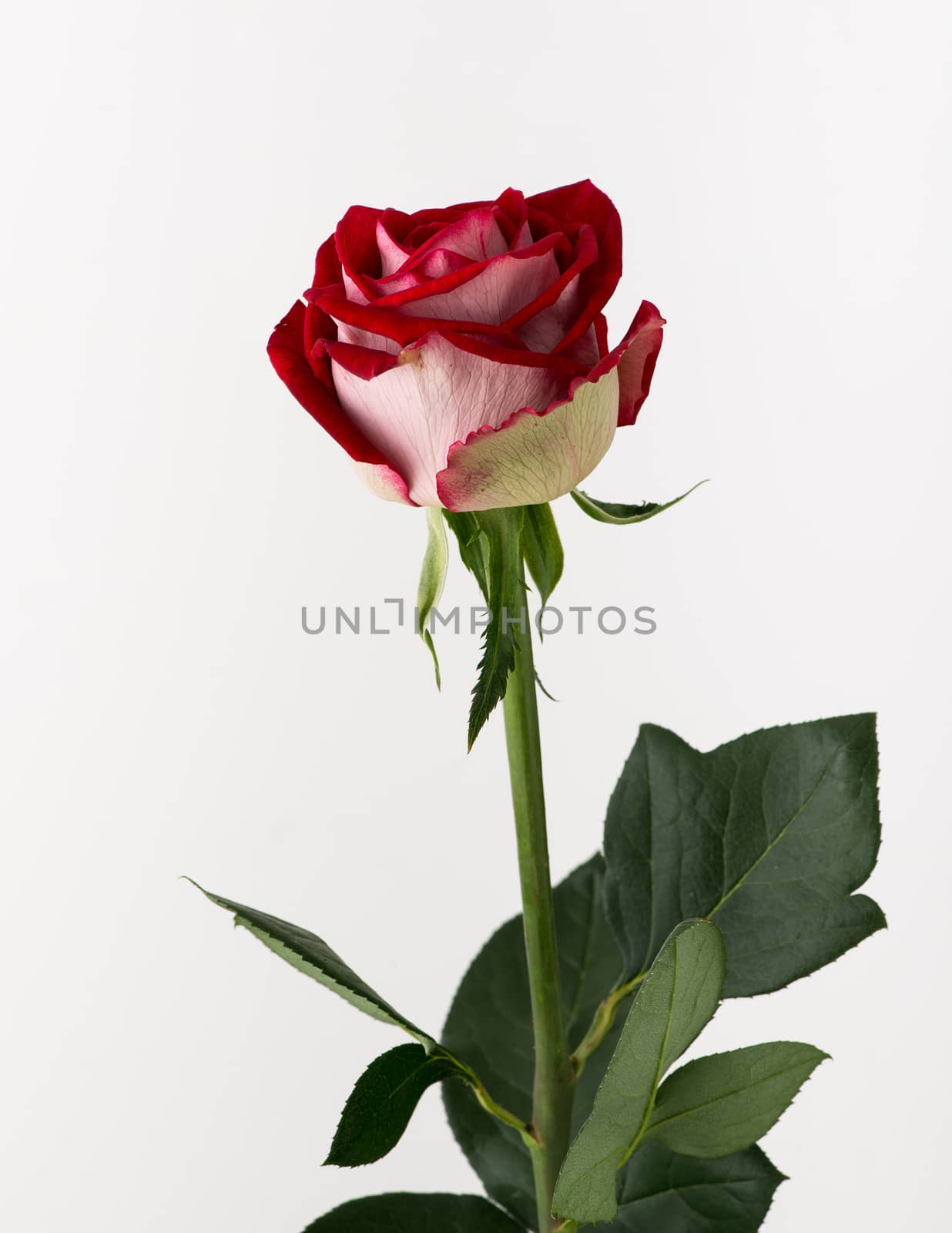 untreated and crude rose on white background