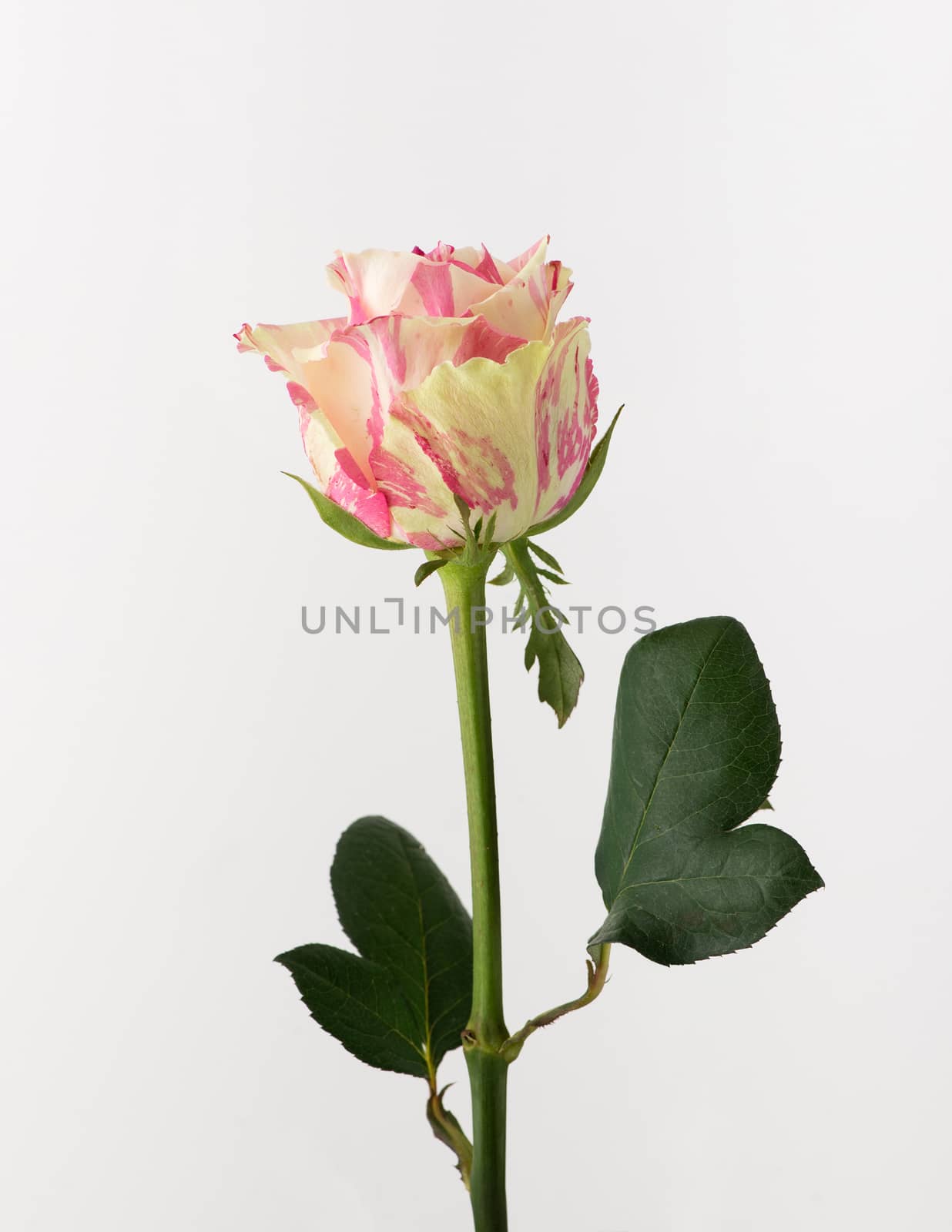 untreated and crude rose on white background