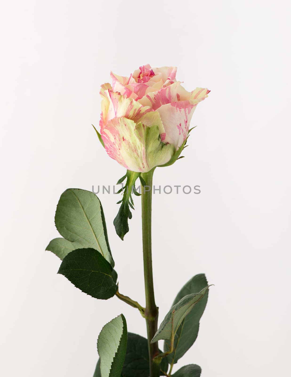 untreated and crude rose on white background