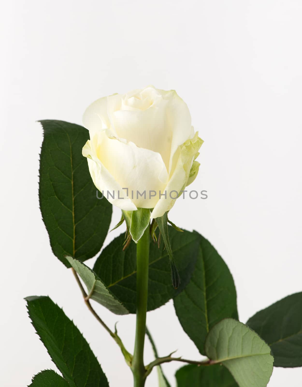 untreated and crude rose on white background