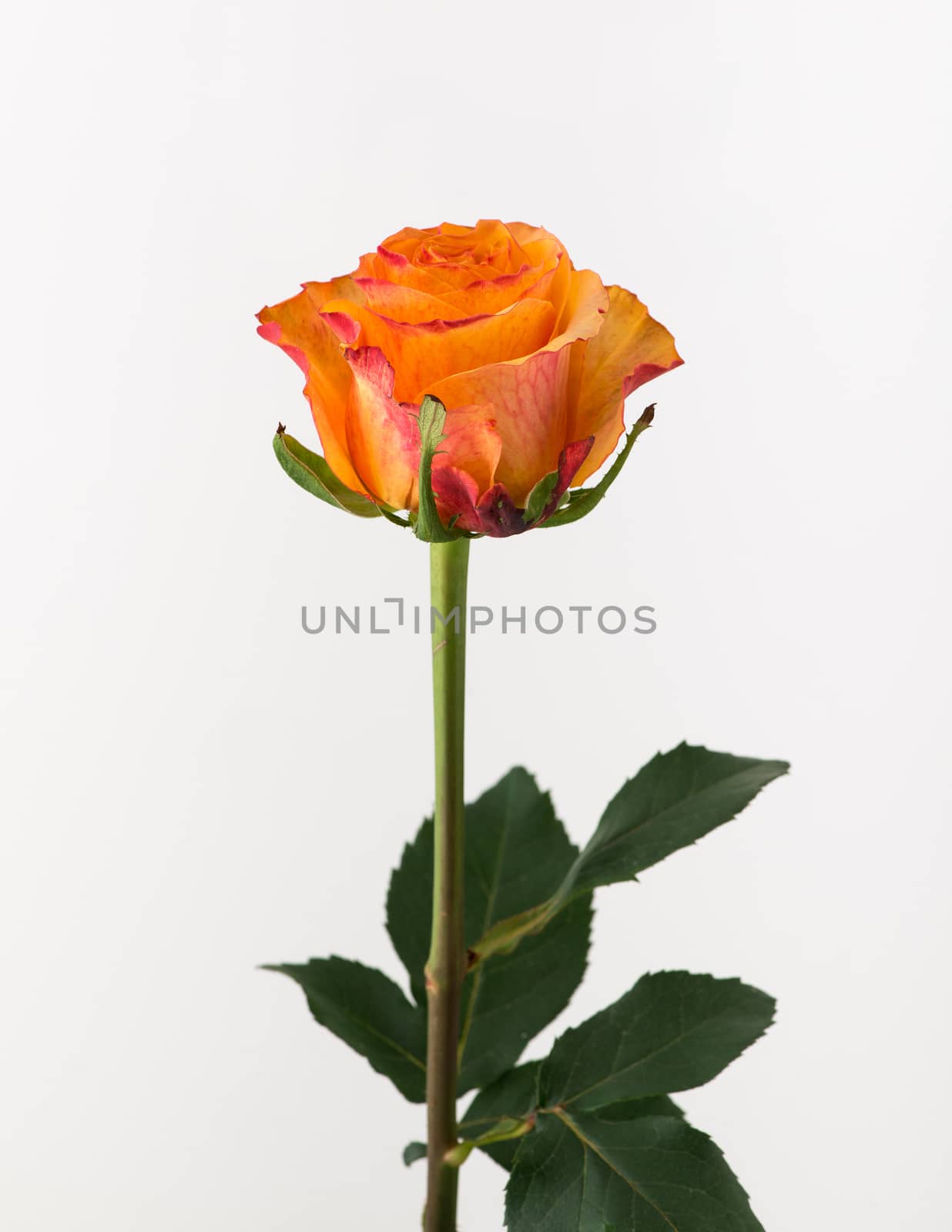 untreated and crude rose on white background