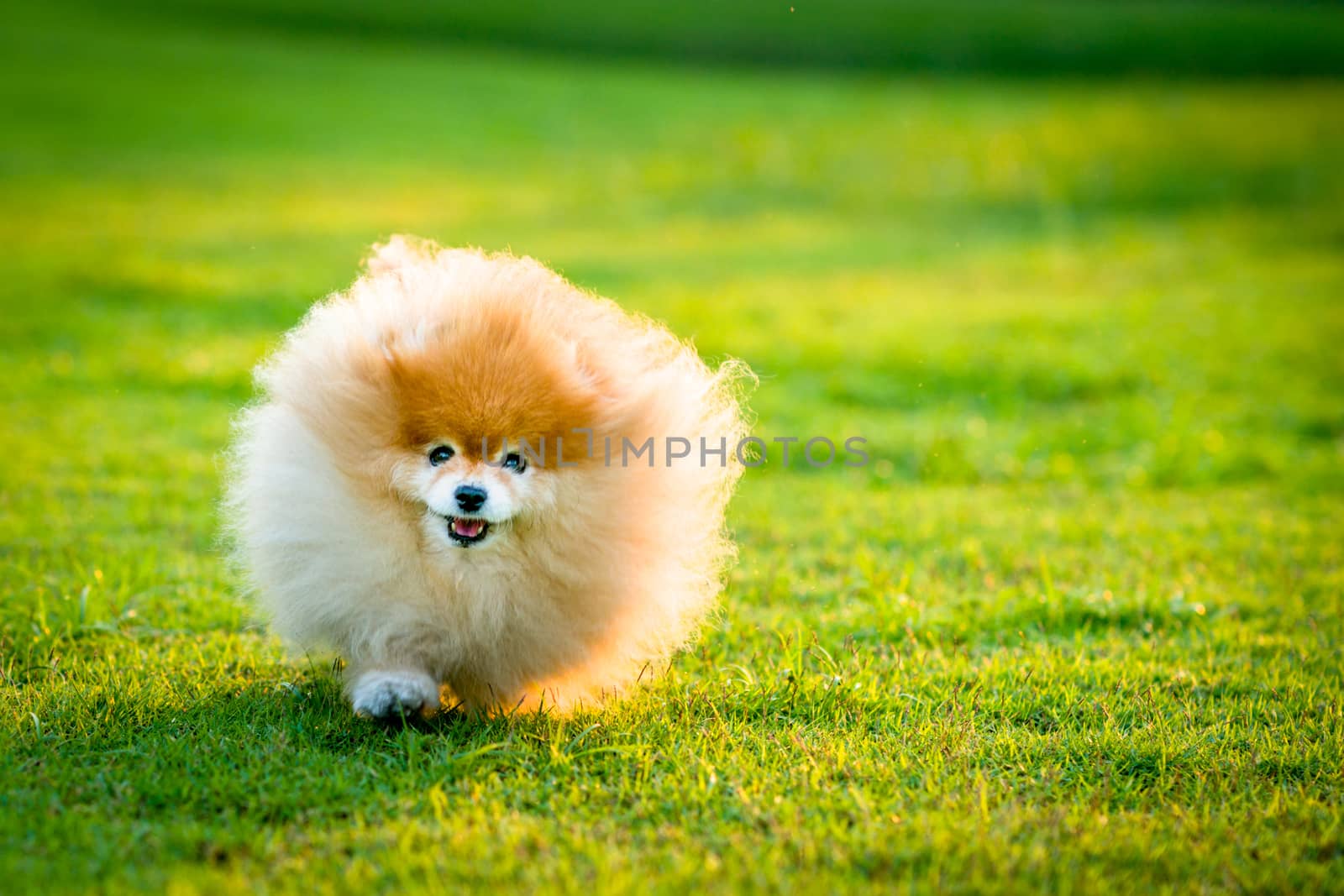 Pomeranian dog running happily in green grass field during sun set.