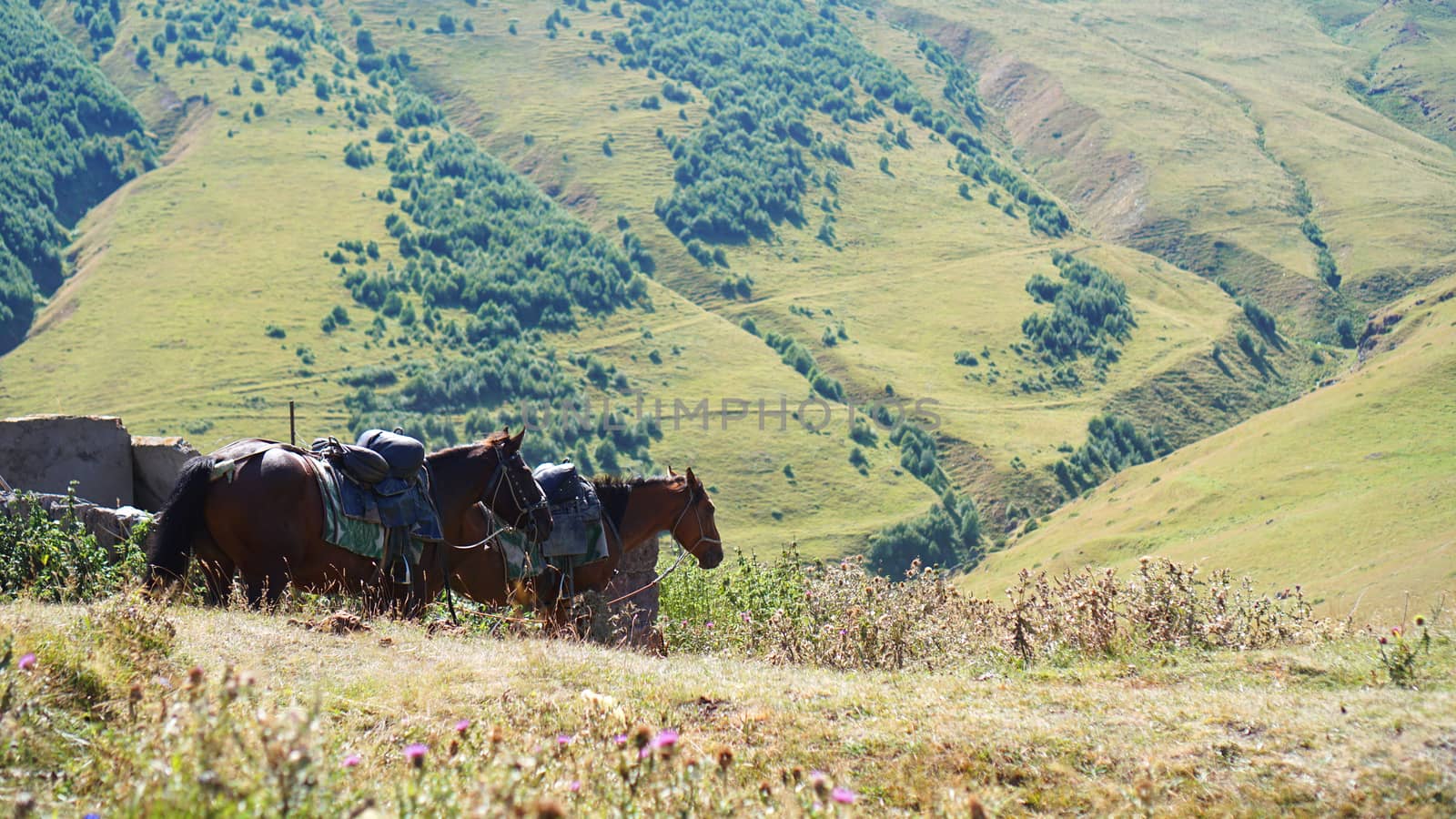 Horses pasturing on mountain environment. Beautiful nature background by natali_brill