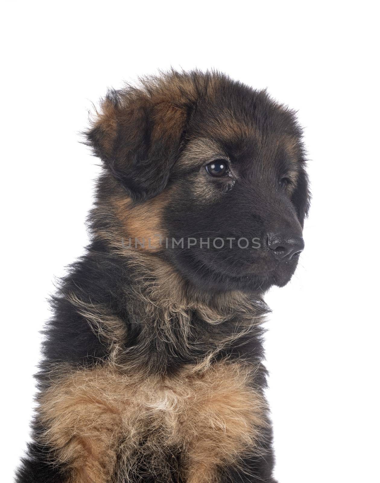 puppy german shepherd in front of white background