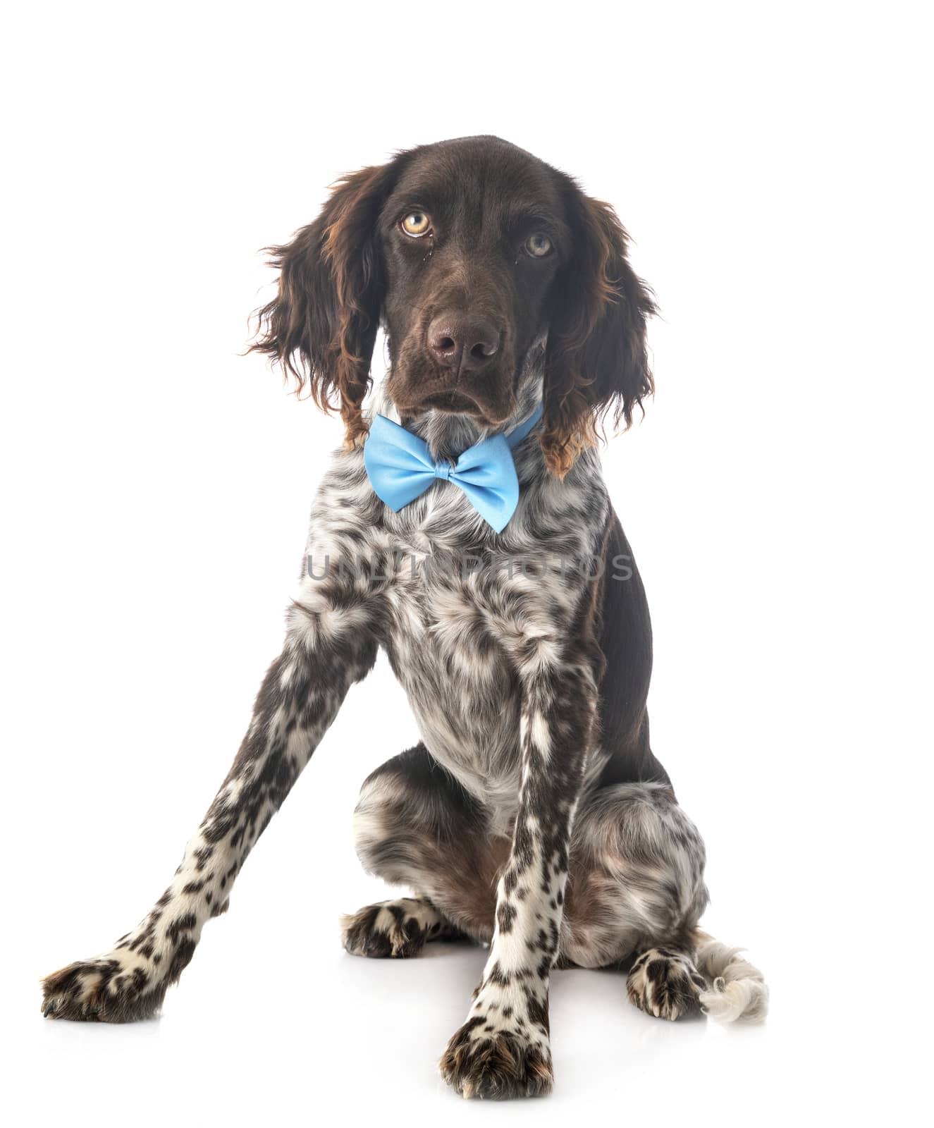 Small Munsterlander in front of white background