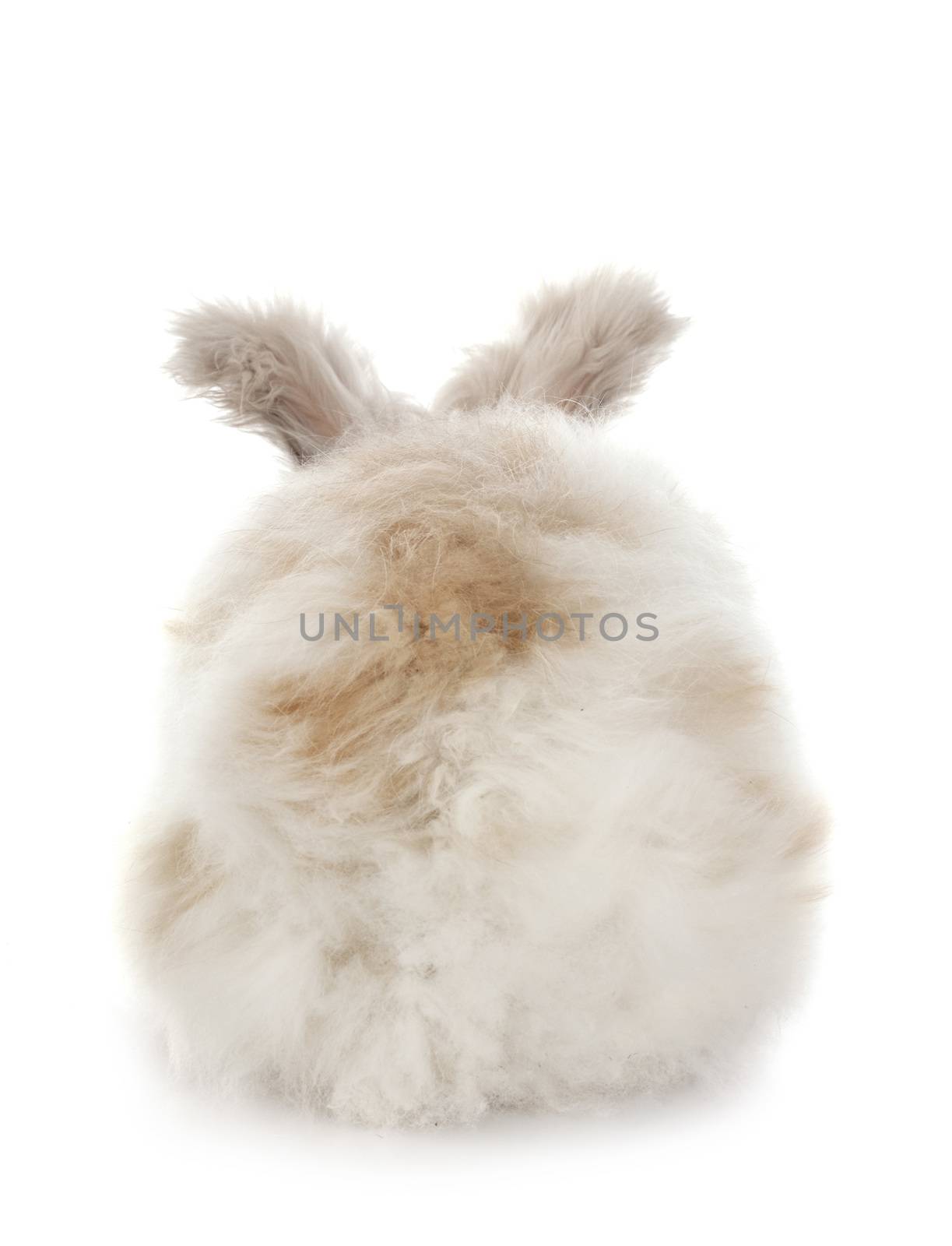 English Angora in front of white background