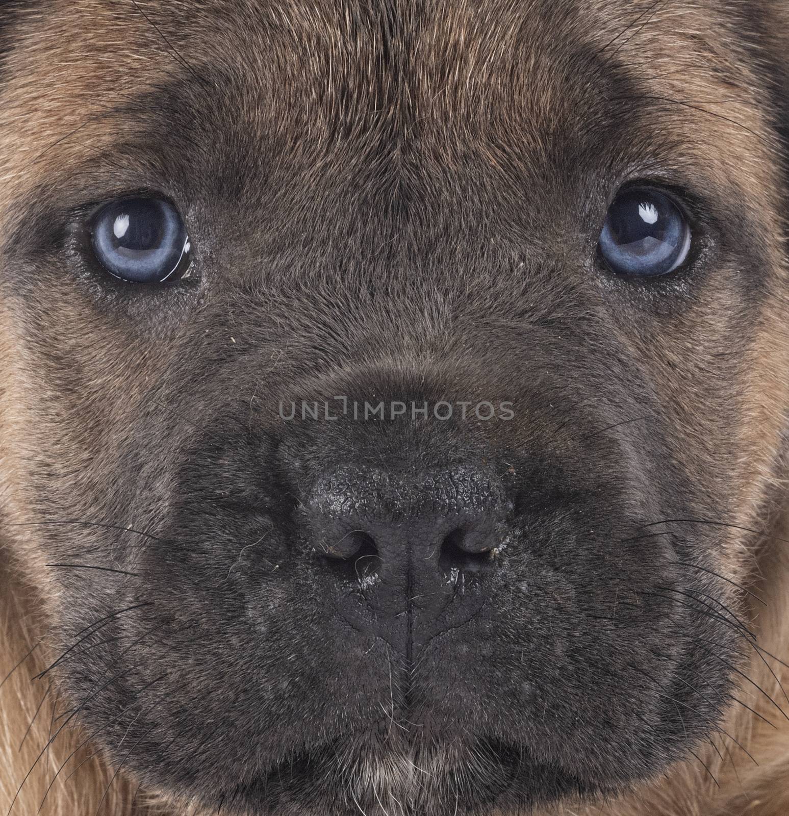 puppy italian mastiff in front of white background