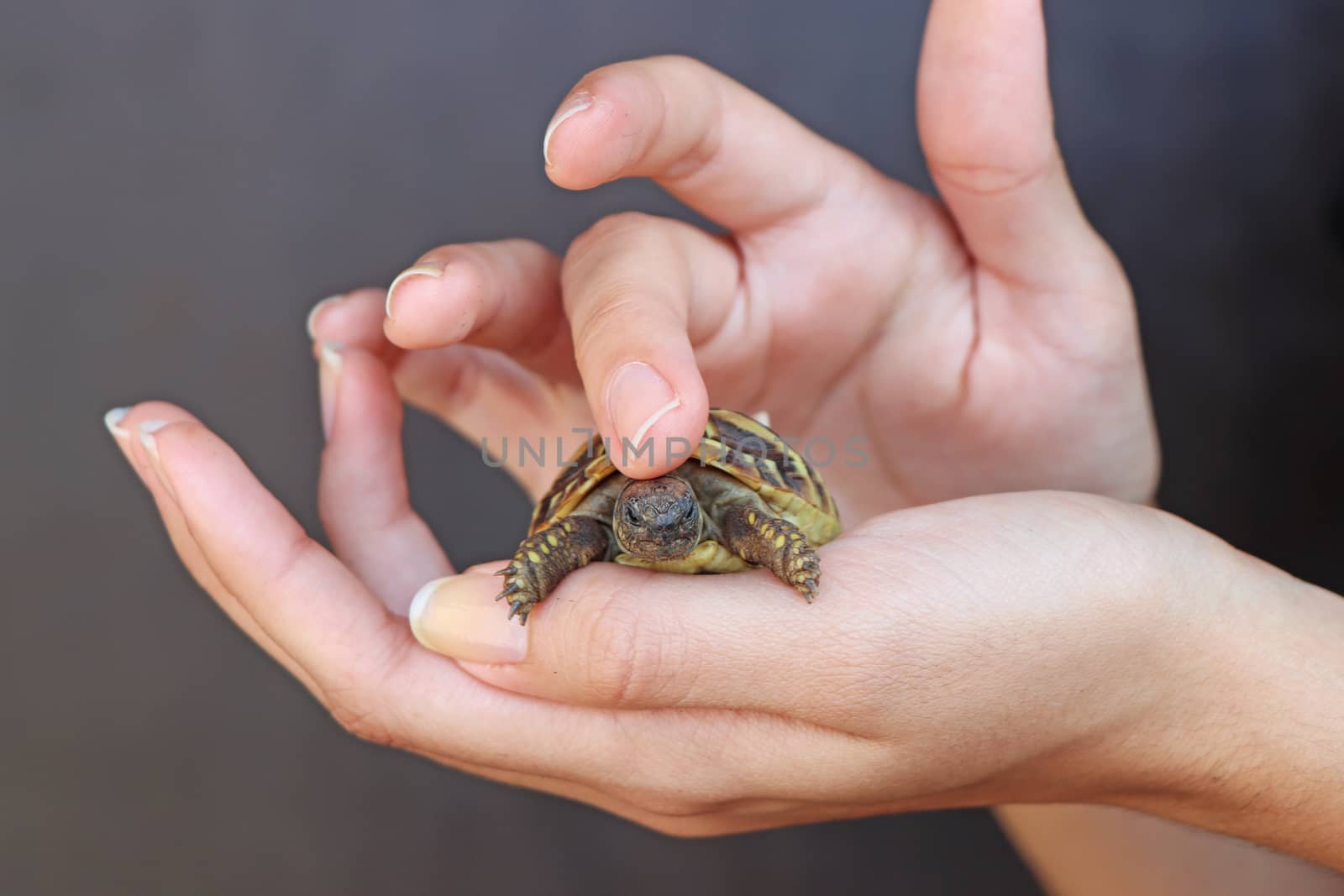 Young girl is holding a turtle by smuki