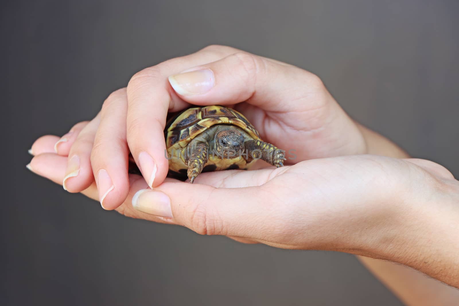 Small turtles, pet in the hands of a young girl