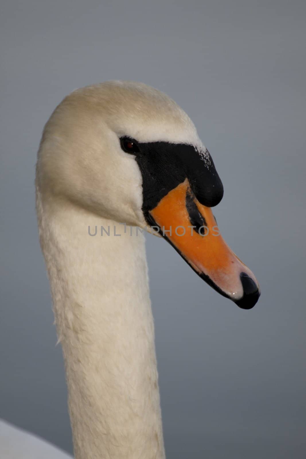 Schwan -swan by Bullysoft