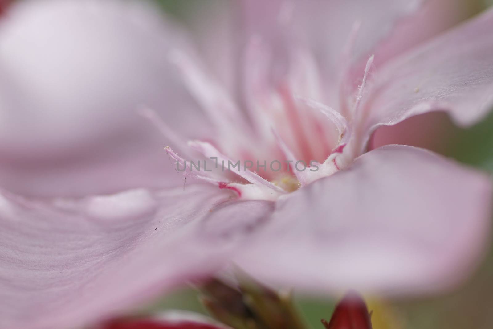 Oleander by Bullysoft