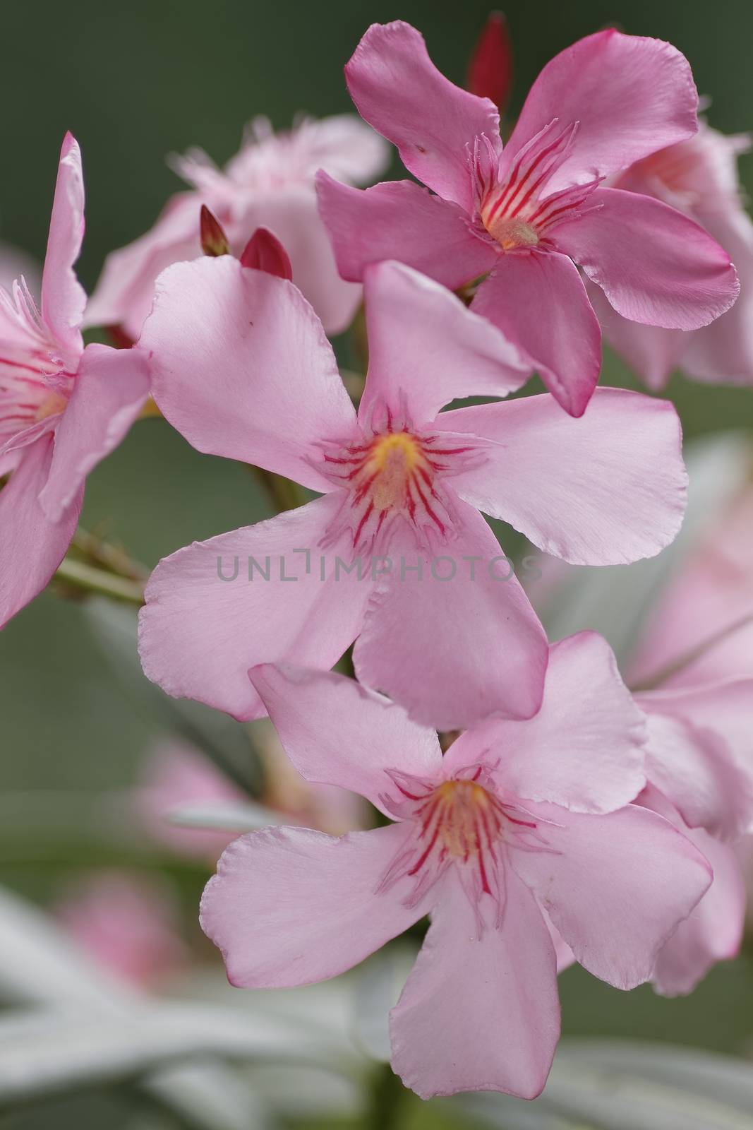 blossom of pink Oleander flowers