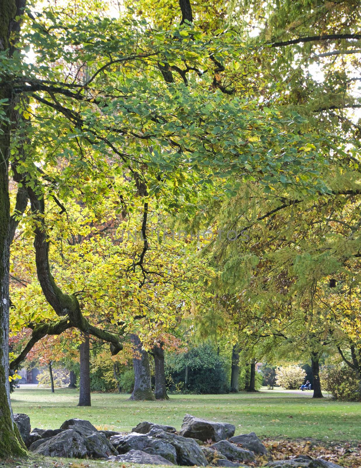 green tree in autumn by Bullysoft