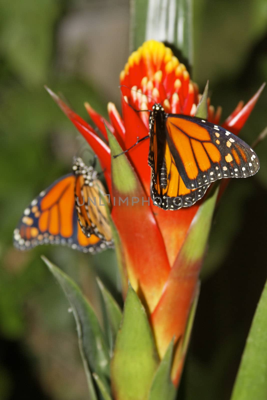 butterfly in nature - Monarch - Danaus plexippus