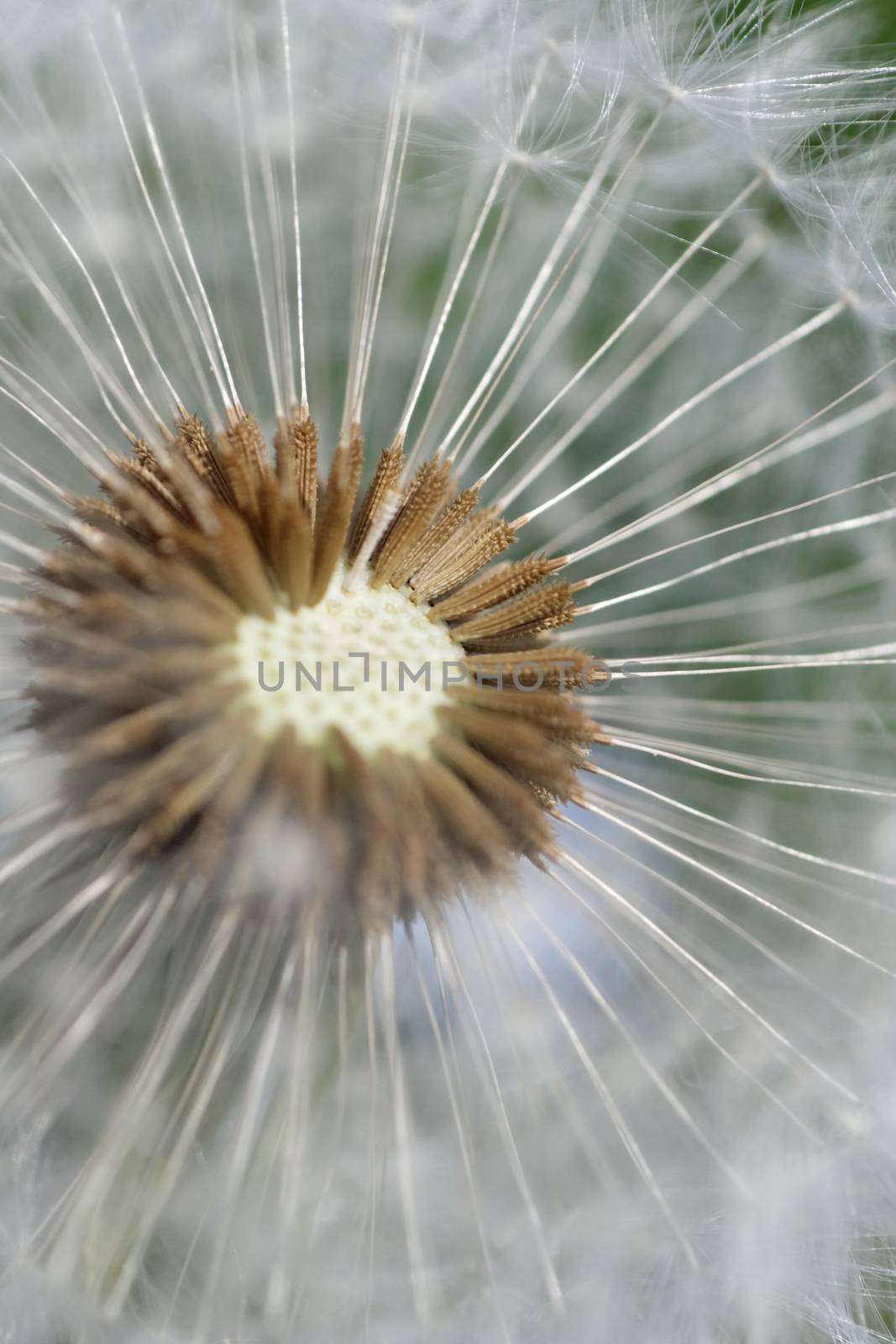 close-up of a dandelion