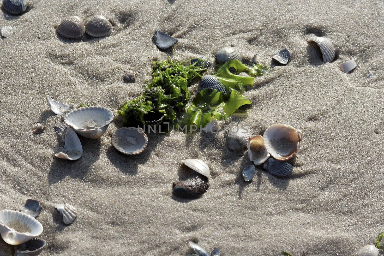 Muscheln und Algen am Strand von Texel
