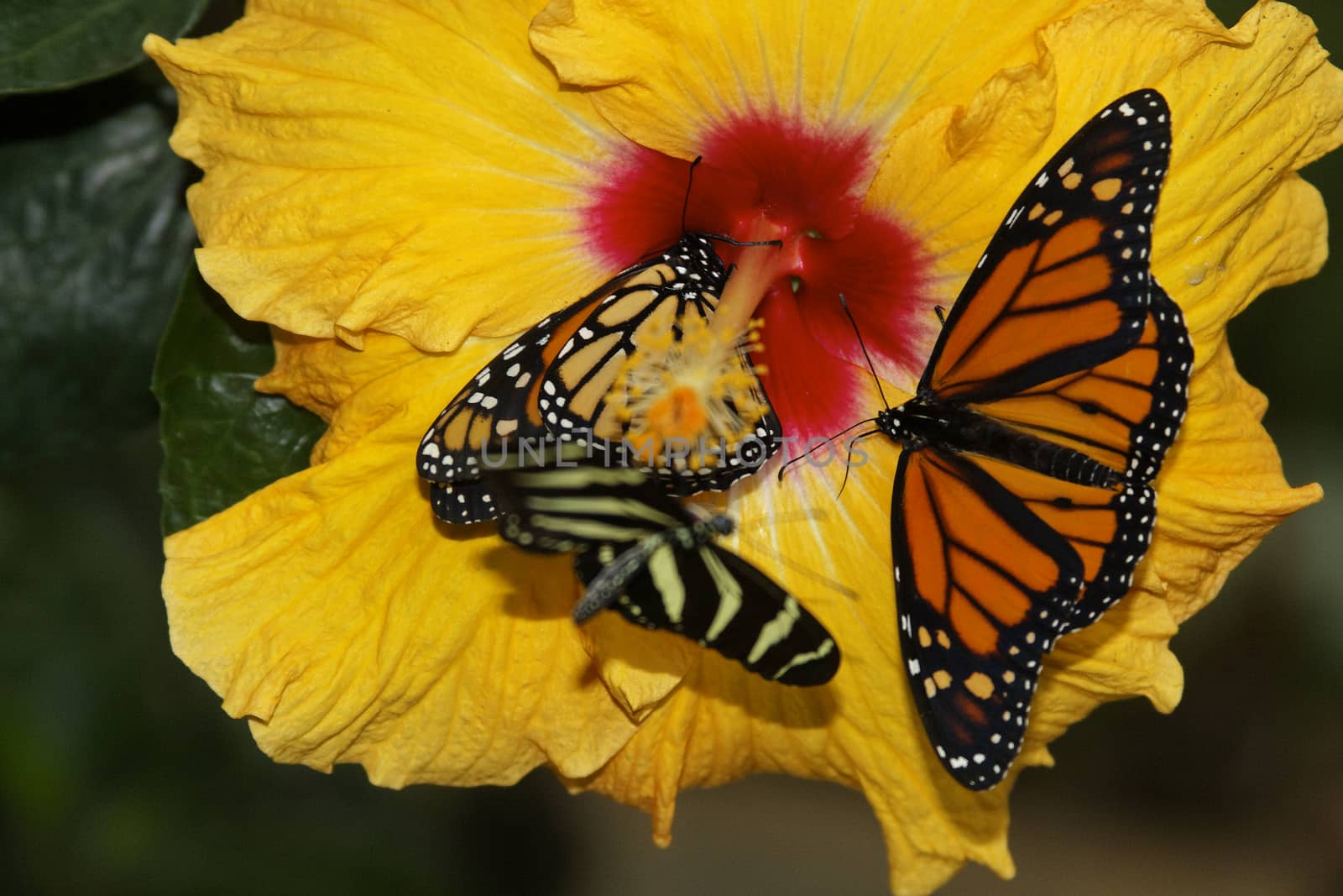 butterfly in nature - Monarch - Danaus plexippus