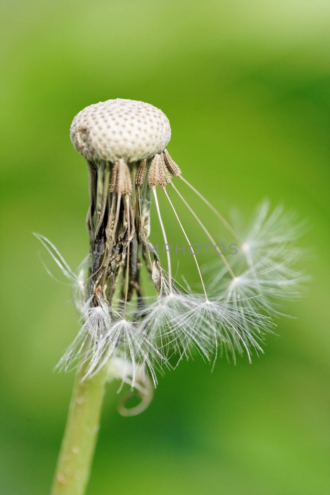 dandelion -  close-up of a dandelion