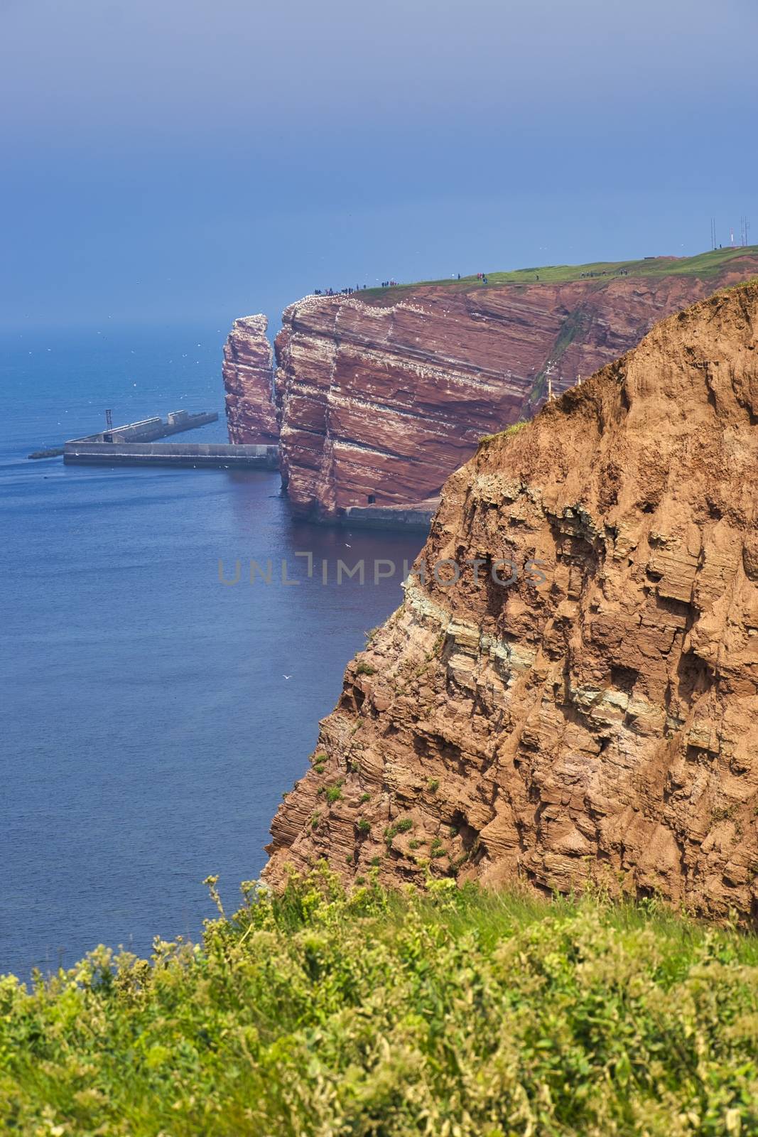 The Coastline of Heligoland - blue sky and blue north sea - green flower in front