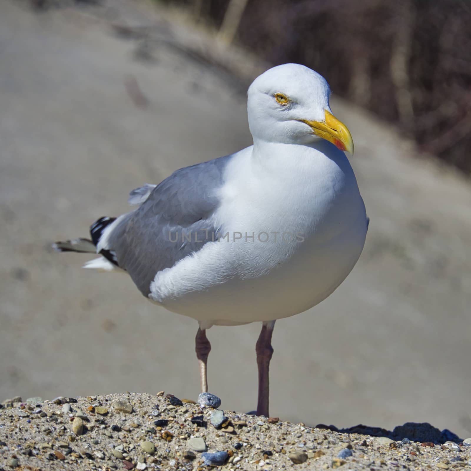 Single european herring gull on heligoland - island Dune - North beach - Larus argentatus