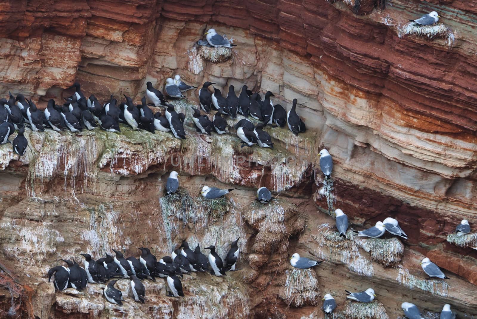 common murre on Heligoland by Bullysoft