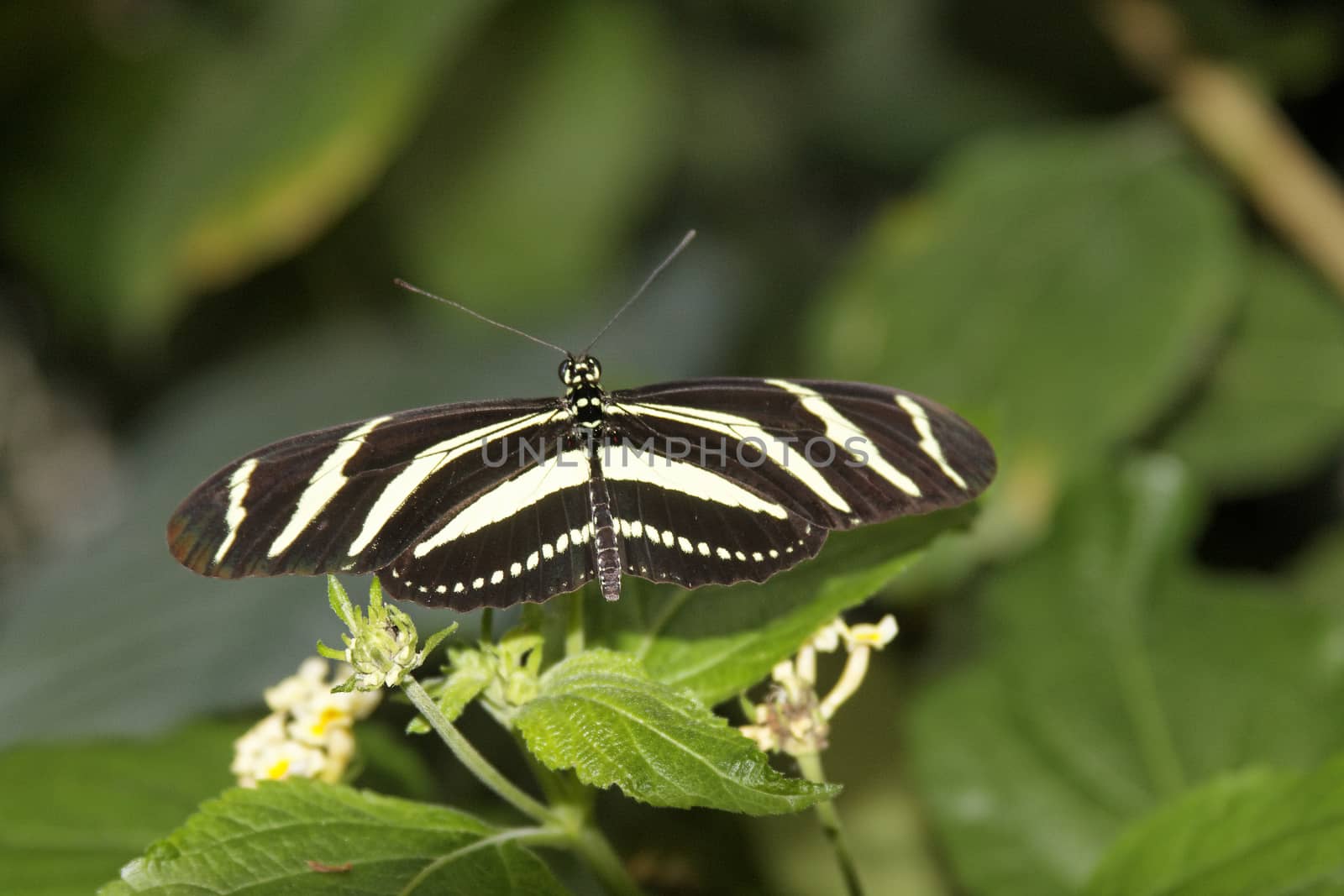 butterfly in nature - Heliconius charithonia