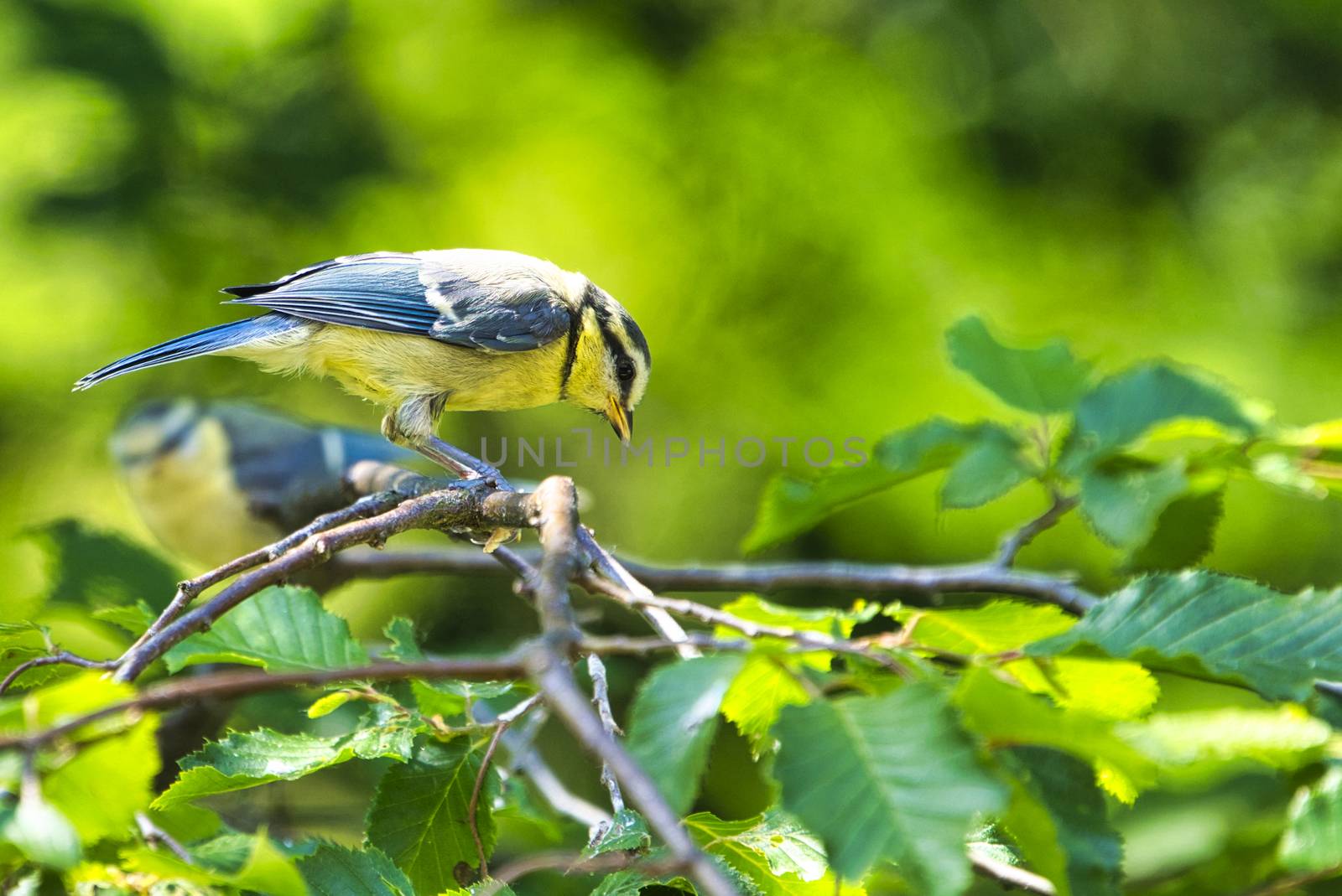 Great Tilt on tree by Bullysoft