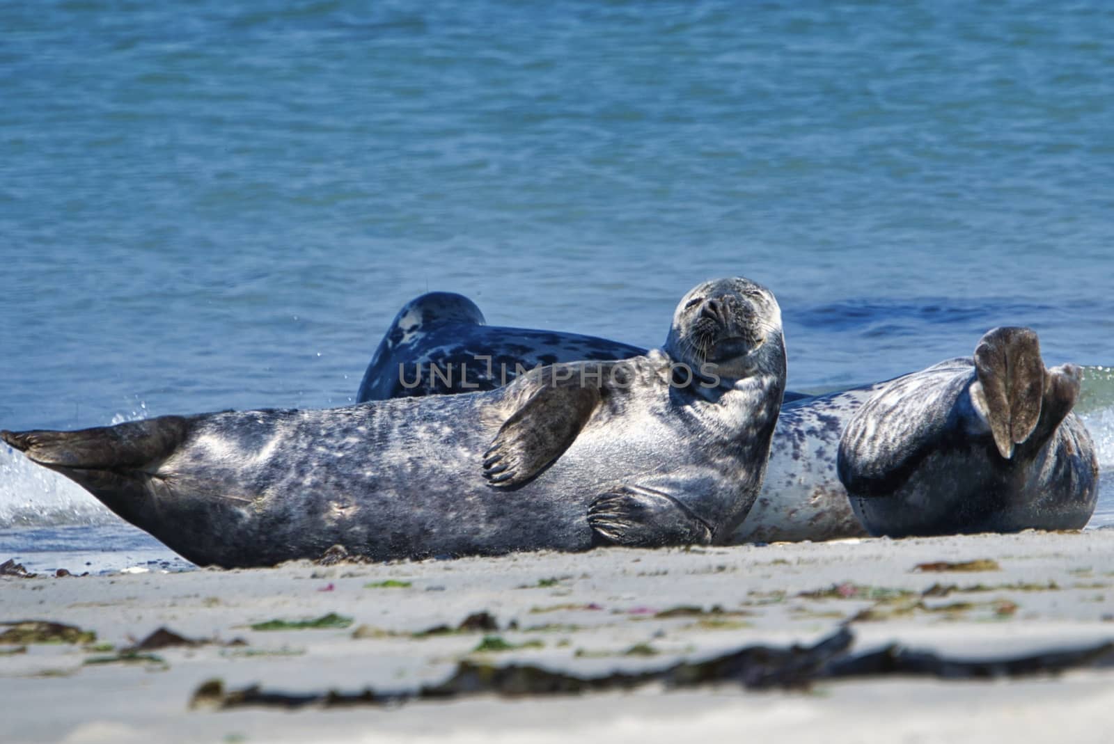 Wijd Grey seal on the north beach of Heligoland - island Dune i- Northsea - Germany