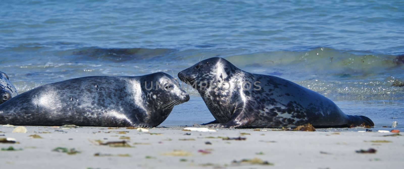 Wijd Grey seal on the north beach of Heligoland - island Dune i- Northsea - Germany