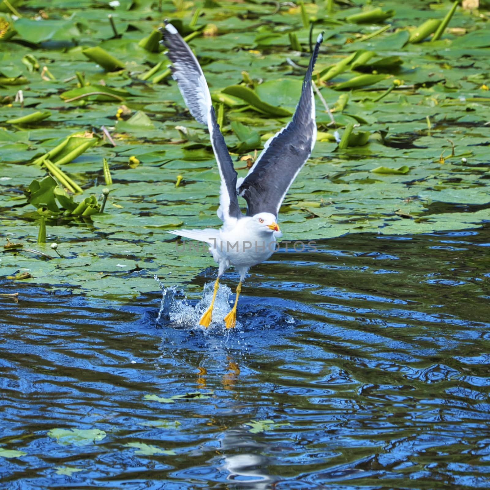 european herring gull on heligoland by Bullysoft