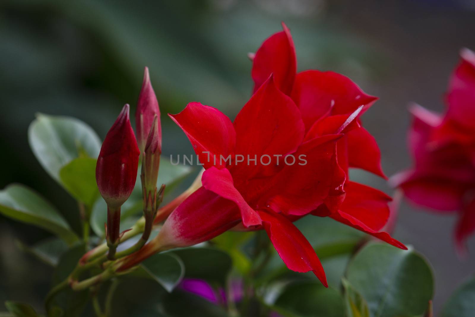 red petunia blossom - close up