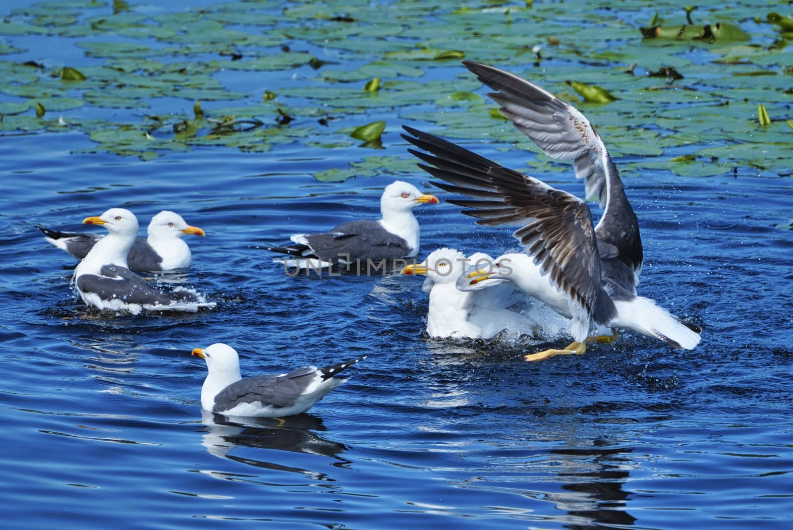 Group ofeuropean herring gull on heligoland - island Dune - cleaning feather in sweet water pond - Larus argentatus