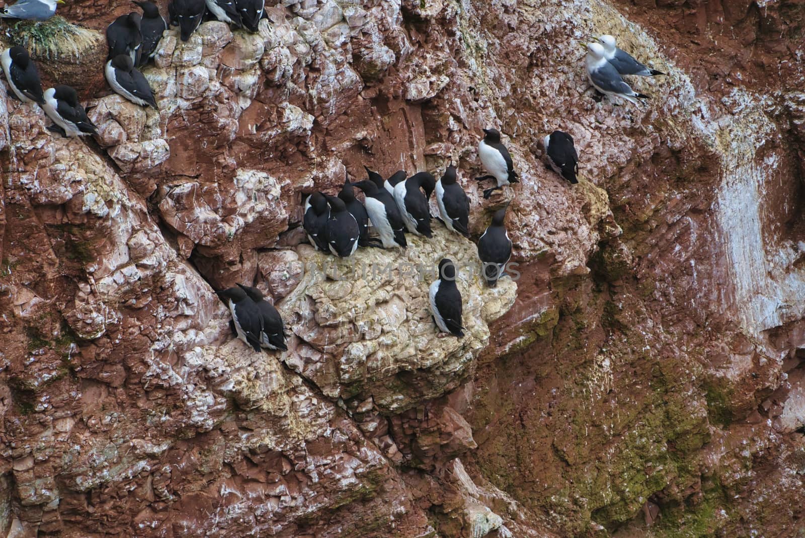 common murre colony - common guillemot on the red Rock in the northsea - Heligoland - Germany -Uria aalge