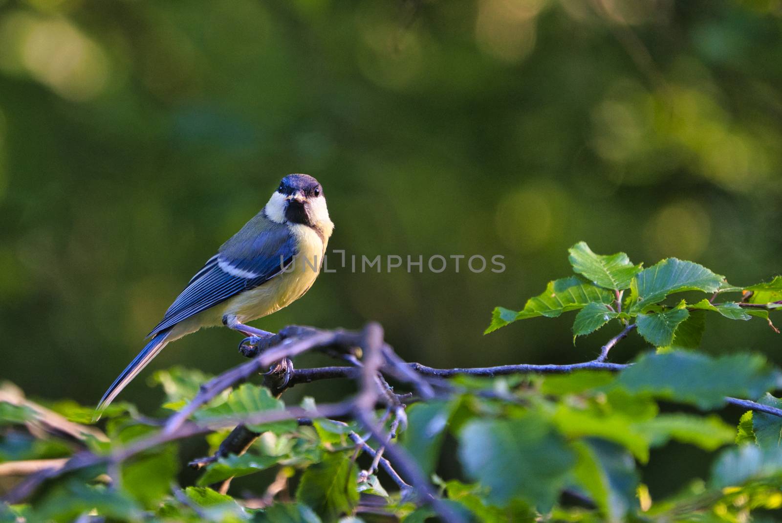 Great Tilt on tree by Bullysoft