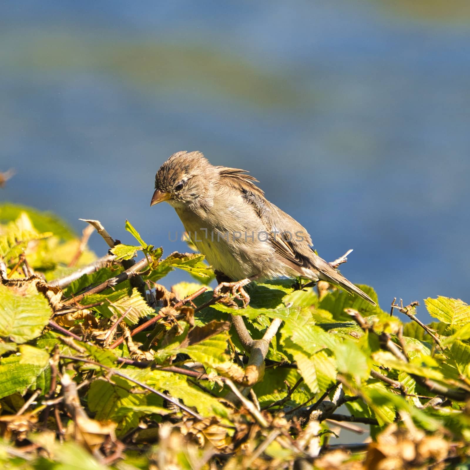 single old sparrow - windy pkace in front of water