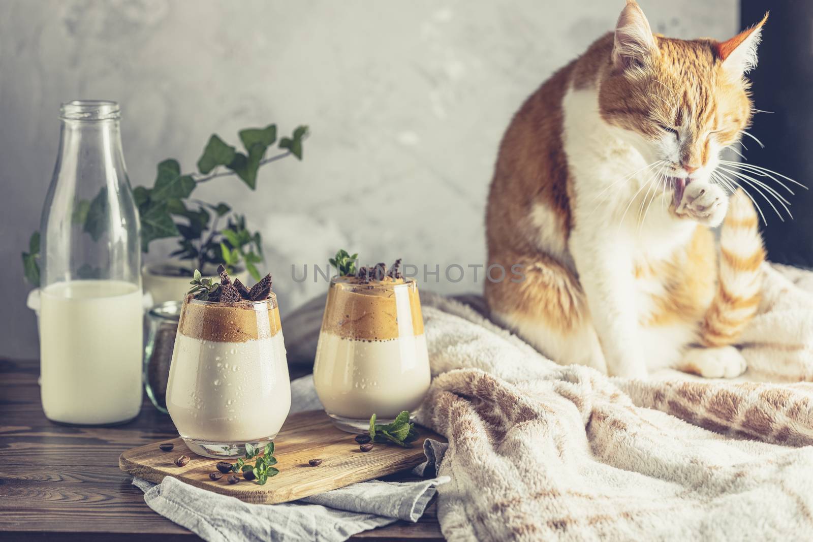 Cute red white cat relaxed near two glasses of Iced Dalgona Coff by ArtSvitlyna