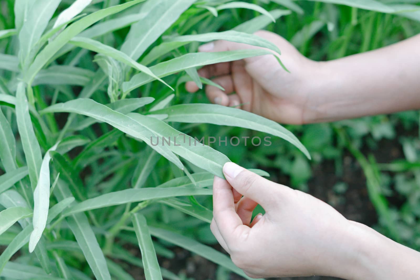 closeup hand holding Water spinach in the garden by pt.pongsak@gmail.com