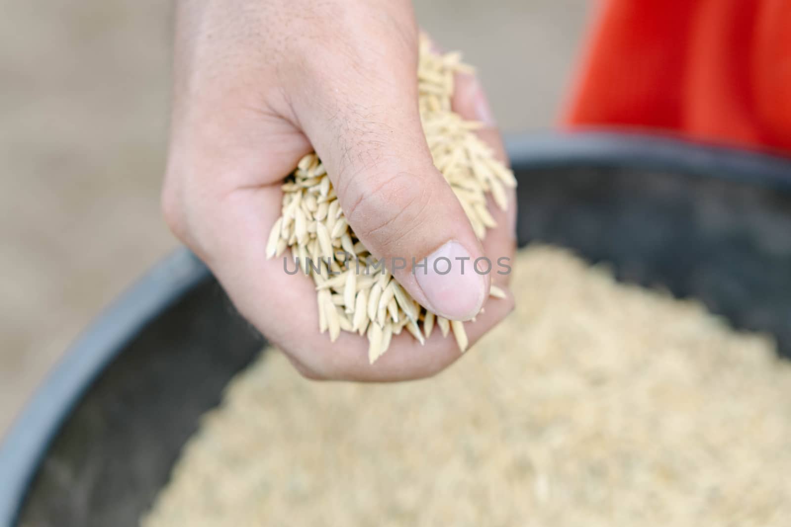 closeup farmer hand holding rice seeds for sowing in the field by pt.pongsak@gmail.com