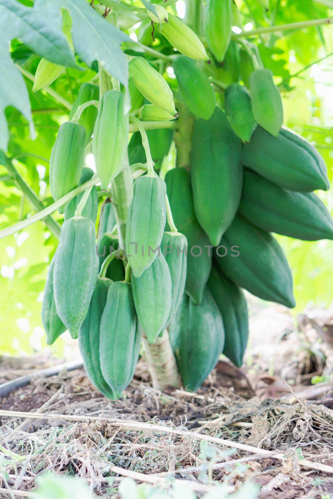 Green papaya fruit on tree branch 