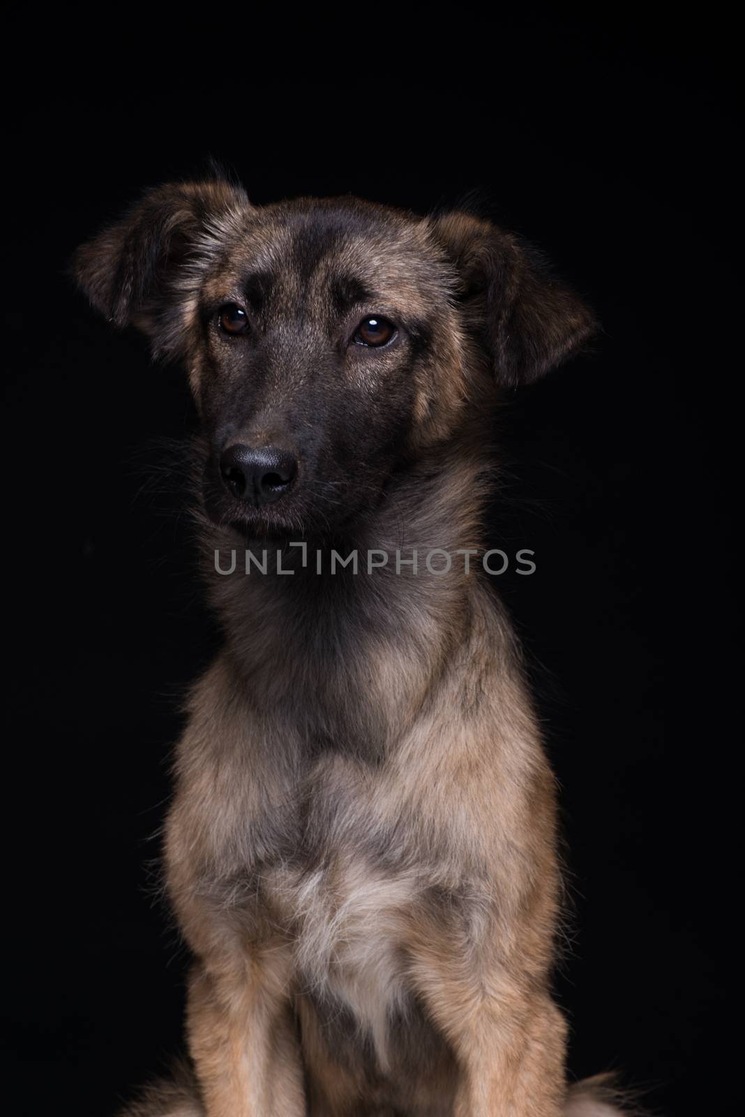 one mongrel dog on a black background. studio shot