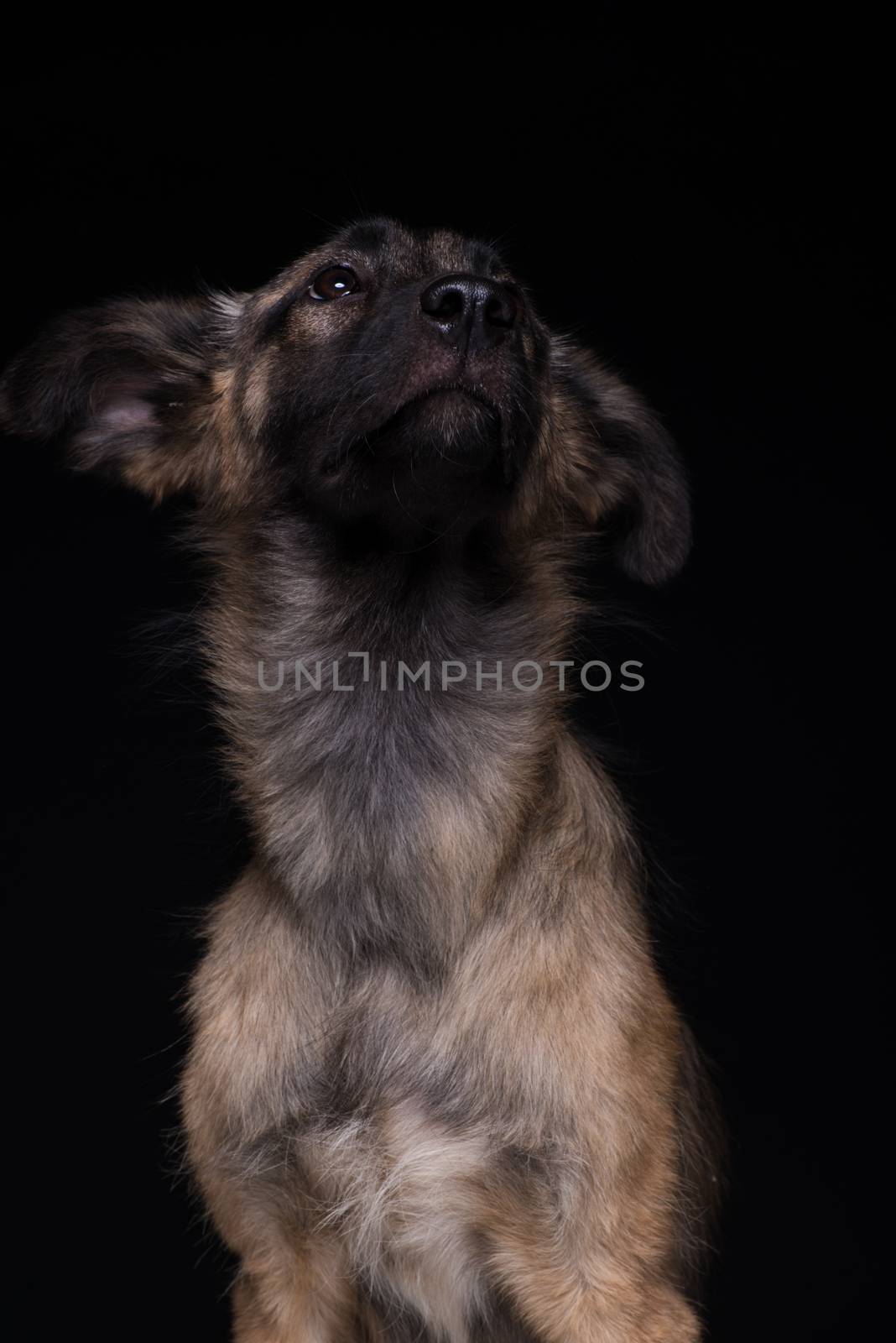 one mongrel dog on a black background. studio shot