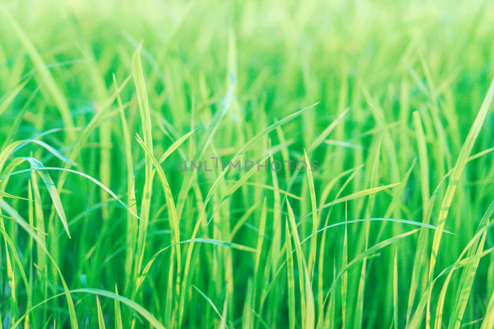 Green rice field in rain season