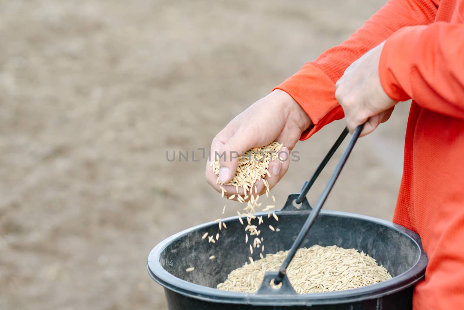 closeup farmer hand holding rice seeds for sowing in the field by pt.pongsak@gmail.com