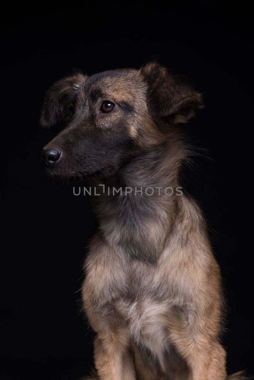 one mongrel dog on a black background. studio shot