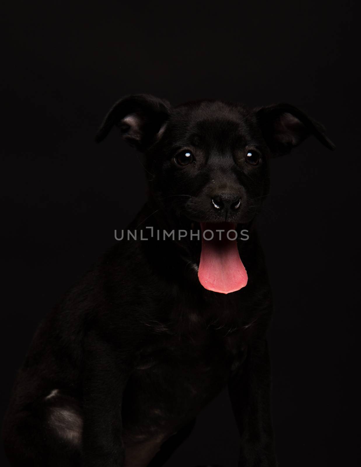 one mongrel dog puppy on a black background. studio shot